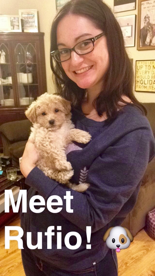 Our new bichpoo