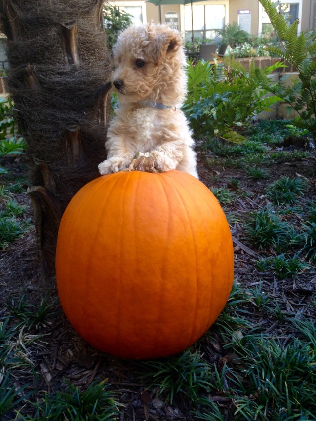 Poochon puppy with pumpkin